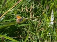 maudoc.com • Coenonympha gardetta •  IMG_1586 copia.jpg   Coenonympha gardetta